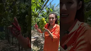 Trốn chồng đi tầm sư học đạo, lần đầu trải nghiệm ăn nho tận vườn