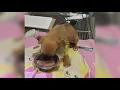 Humane Society of Southeast Texas reports series of animal abandonments