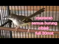 Download Lagu Masteran semua burung ciblek