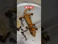 Download Lagu Man eatting lizard 🤣 #shorts #trending #lizard #hunting