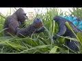 Godzilla Strikes By Deanna Nees