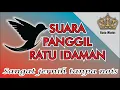 Suara Pangil SP. Ratu idaman suara walet jernih tanpa noise suara walet birahi untuk budidaya walet