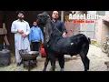 Amritsari Beetal \u0026 Makhi Cheena Breeder Goats Of Adeel Butt Lahore 2022