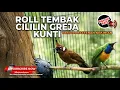 Lagu 🔴 Live Cucak Cungkok Super Gacor Tembakan Kasar Greja Tarung Super Kasar vs Masteran Cililin Gacor