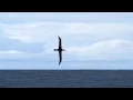 Dynamic Soaring The flight of the albatross