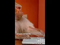 What is the infinite monkey theorem