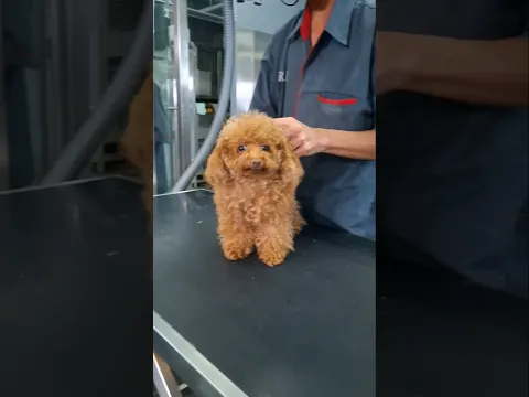 #anjinglucu #poodle #cutedog