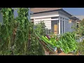 Download Lagu Berkebun di pot banyak untung, Panen sayuran di kebun depan rumah, tanam bunga kol di kebun organik 