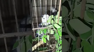 Bute Fulcocktiel Trending Birds Breeding Pair Lovebirds Farming Parrot Pigeon House 