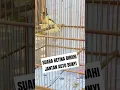 Download Lagu pancingan suara kenari betina birahi memanggil jantan