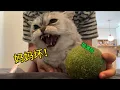 Download Lagu 把貓親到生氣後給它貓薄荷！會發生什麼？