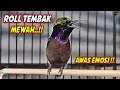 Download Lagu HITUNGAN DETIK PASTI KONIN IKUT NYAUT GACOR !! PANCINGAN KOLIBRI NINJA AGAR CEPAT EMOSI RAJIN BUNYI
