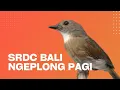 Lagu SRDC BALI NGEPLOMG PAGI