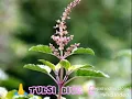 Lagu 25 December tulsi diwas Whatsapp status.. happy tulsi diwas to all 🙏🙏