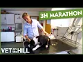 3 Hours of Amazing Surgeries and Recoveries Vet On The Hill
