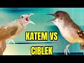 Download Lagu ADU TEMBAKAN MASTERAN 30 MENIT ‼️KAPAS TEMBAK GACOR-CIBLEK NGEBREN