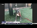 Adopt-A-Pet
