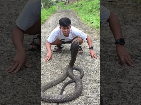 Snake in the road ...