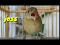 Download Lagu Burung Flamboyan Gacor Ngebren Rapat cocok buat Masteran dan Pancingan
