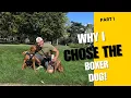 Why I Chose a Boxer Dog And What I Wish I Knew Before Getting One