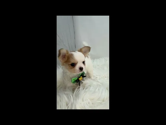 動画
