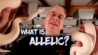 Allelic ball python genetics explained