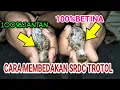 Download Lagu cara membedakan SRDC trotol jantan dan betina dan bahan trotol super#srdcbali