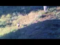 Mule deer buck and mountain lion