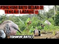 Download Lagu Selalu Bertengger Diatas Batu Besar Yang Berada Tepat Di Tengah Perladangan || Tekukur Batu 