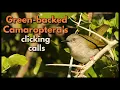 Download Lagu Suara klik keras dari Camaroptera yang didukung oleh pemerintah
