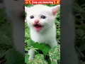 Download Lagu cute cat ❤️ #cat #mueza #funnycat #catlover #cat #persiancat