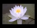Lagu Gongyo Daimoku 15 min and Silent Prayers Liturgy Lotos Sutra Nichiren Daishonin