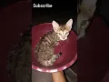 Download Lagu #cat #kucing #cute #kitten #music