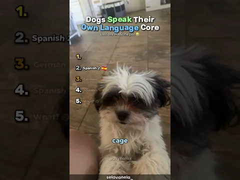 Ranking Dogs Speaking Their Own Langauge Core😭 #usa