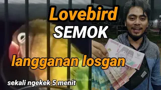 Download Yang Akan viral Lovebird SEMOK ngekek panjang 5 menit | langganan lostgan wilayah jakarta timur MP3