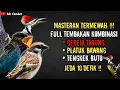 Download Lagu NGERIII..!!!MASTERAN FULL TEMBAKAN KOMBINASI GEREJA TARUNG, PLATUK BAWANG, TENGKEK BUTO !!