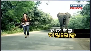 damdar khabar an elephant terror at angul road broke a bike