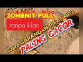 suara GARANGAN PIKAT MP3 || paling gacor 30 menit full tanpa iklan