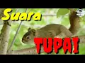 Lagu Suara pikat Tupai sekali bunyi tupai liar pada nongol dari persembunyiannya