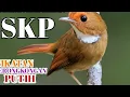 Download Lagu Akhirnya Punya Burung Sikatan Kerongkongan Putih(SKP)