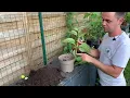 Download Lagu Comment bouturer un hortensia? Truc et astuce débutant.