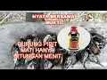 Download Lagu RACUN burung Pipit paling ampuh untuk petani#burungpipit