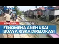 Download Lagu Buaya Riska Direlokasi, Fenomena Aneh di Sungai Guntung, Pak Ambo Temukan Ribuan Ikan Mati