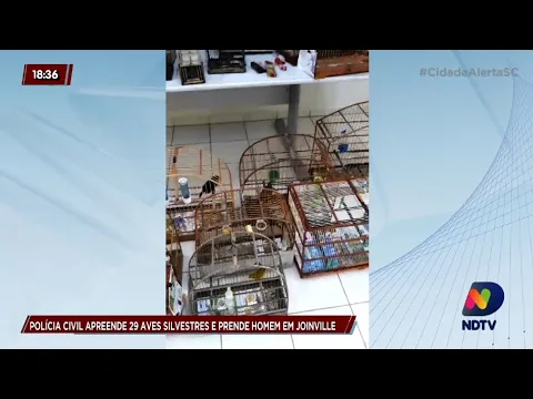 Polícia Civil apreende aves silvestres e prende homem em Joinville