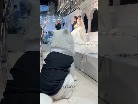 Cachorrinho Fofo é Inseparável da Dona 🐶❤️