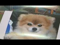 14-year-old dog dies after vet visit owner spreads awareness about vaccination options
