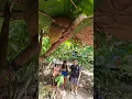 Download Lagu Everybody Loves the Cute Tarsiers of Bohol Philippines #bohol