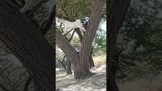 Tokkummaatime Sirba Harawa Oromoo Soniinaf Aadam 