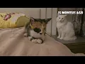 When God Sends You a Blind Cat, It’s Never a Coincidence