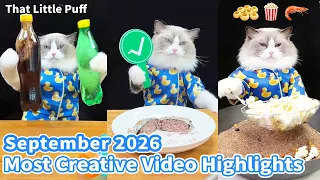 Puff's Most Creative Videos of September 2026 🐱✨| That Little Puff